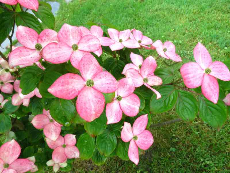 Urejanje vrtov in okolice Ljubljana, Osrednja Slovenija
